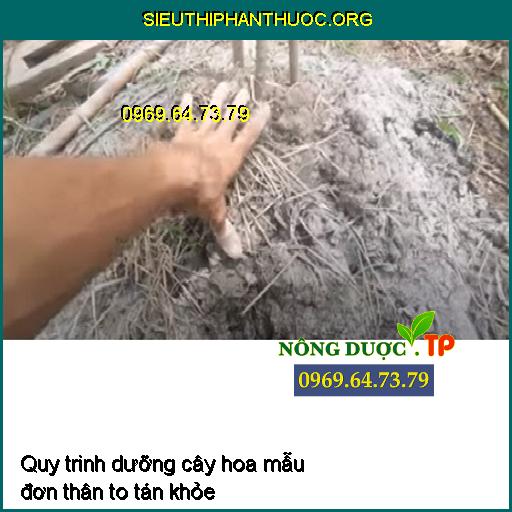 Quy trinh dưỡng cây hoa mẫu đơn thân to tán khỏe