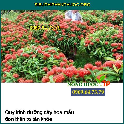 Quy trinh dưỡng cây hoa mẫu đơn thân to tán khỏe