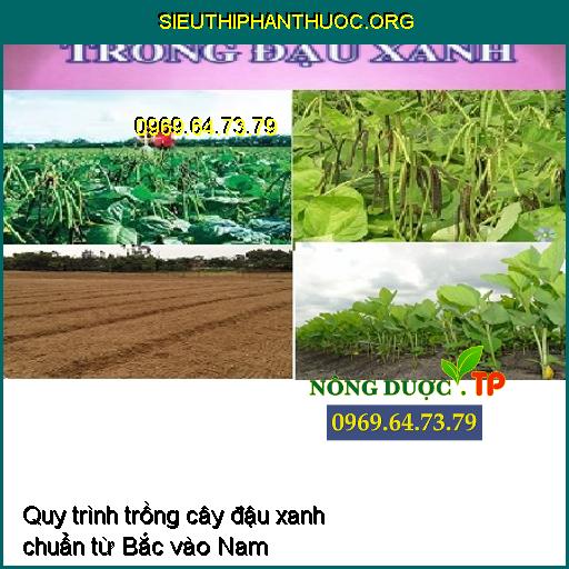 Quy trình gieo trồng cây đậu xanh chuẩn từ Bắc vào Nam