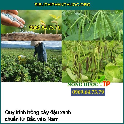 Quy trình gieo trồng cây đậu xanh chuẩn từ Bắc vào Nam