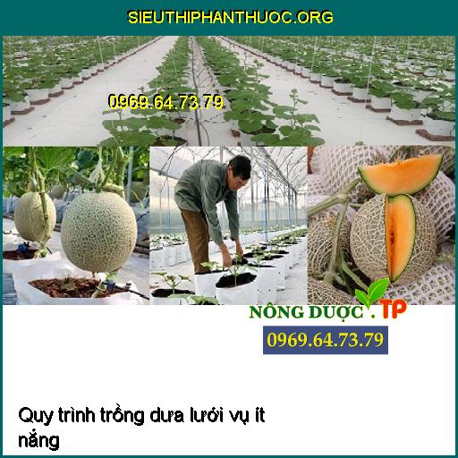 Quy trình trồng dưa lưới vụ ít nắng (dưa lưới trong nhà kính)