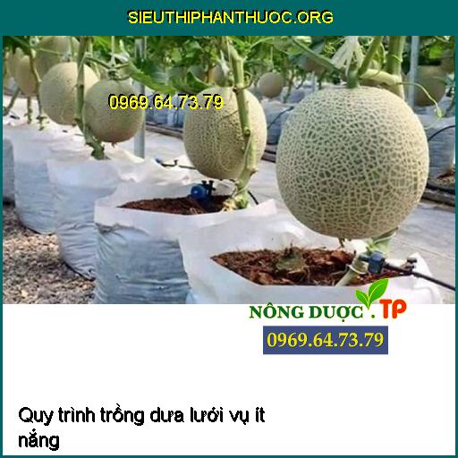 Quy trình trồng dưa lưới vụ ít nắng (dưa lưới trong nhà kính)