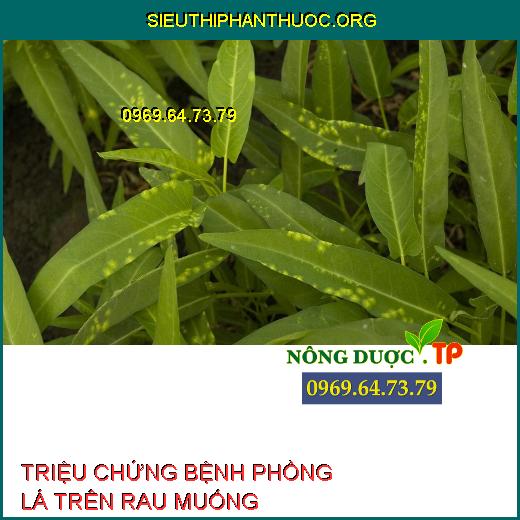 BỆNH PHỒNG LÁ