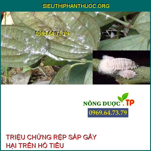 RỆP SÁP HẠI TIÊU