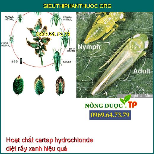 Hoạt chất cartap hydrochloride