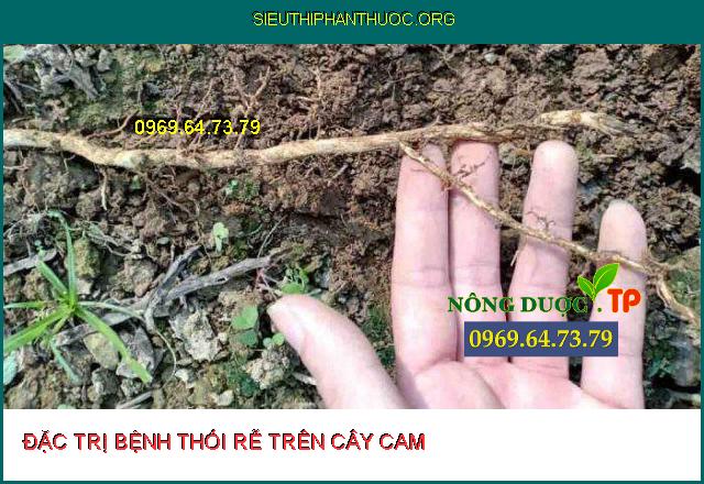 Top 3 Thuốc đặc trị bệnh thối rễ cam cho cây trồng.