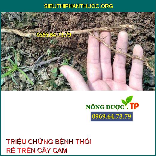 BỆNH THỐI RỄ CAM