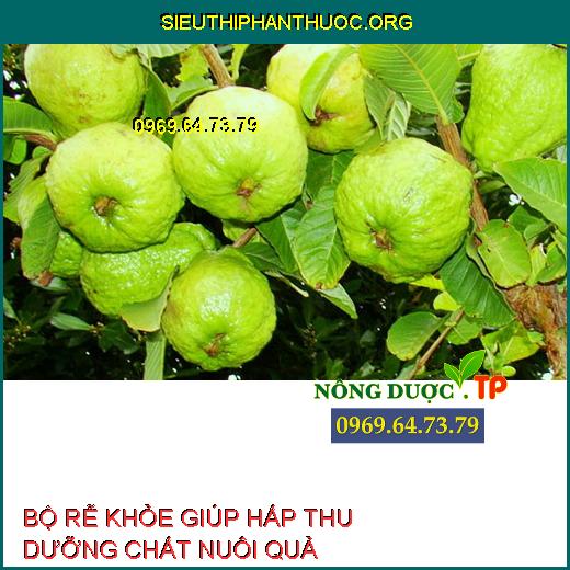 RỄ KHỎE NUÔI QUẢ