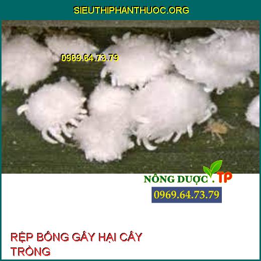 RỆP BÔNG GÂY HẠI