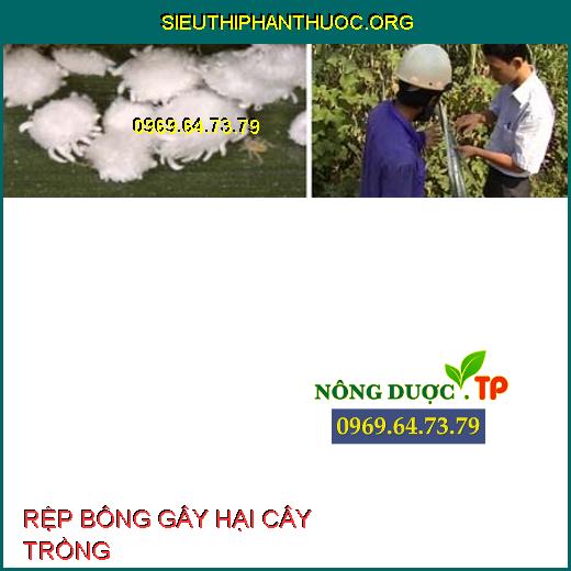 RỆP BÔNG GÂY HẠI