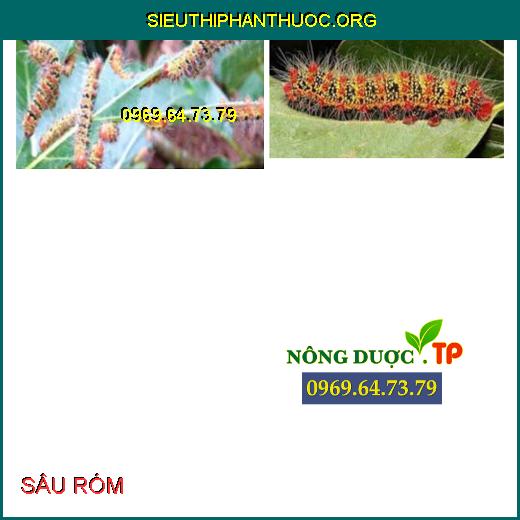 Top 3 Thuốc diệt trừ SÂU RÓM HẠI ĐIỀU tốt nhất. - SIÊU THỊ PHÂN THUỐC