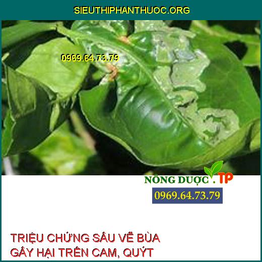 SÂU VẼ BÙA