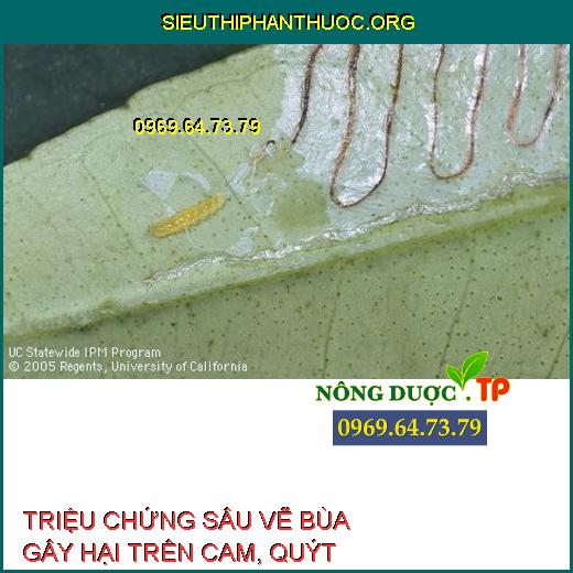 SÂU VẼ BÙA