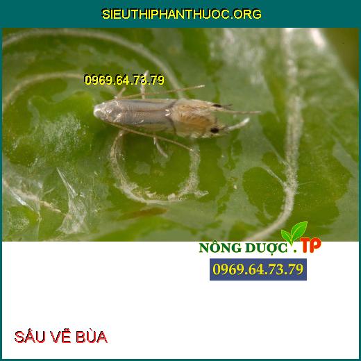 SÂU VẼ BÙA