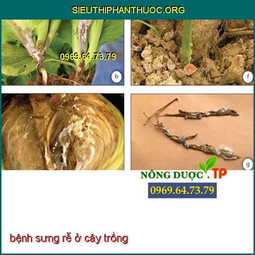 BỆNH SƯNG RỄ Ở CÂY TRỒNG