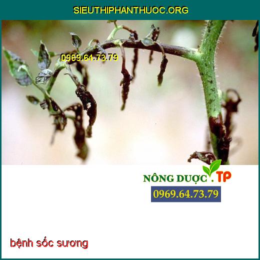 bệnh mốc sương