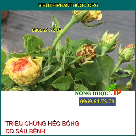 HÉO BÔNG