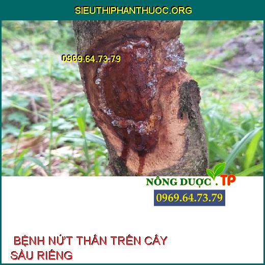 BỆNH NỨT THÂN