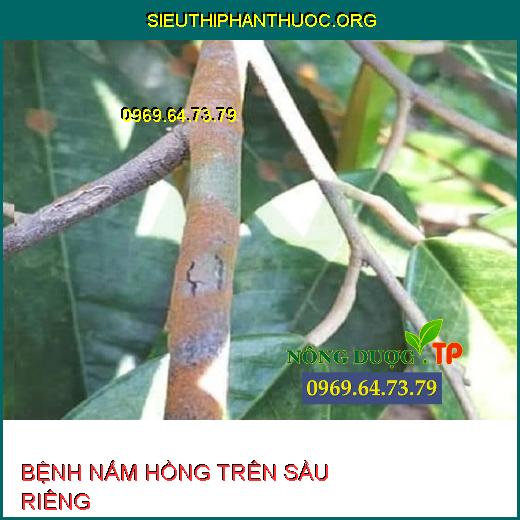 BỆNH NẤM HỒNG