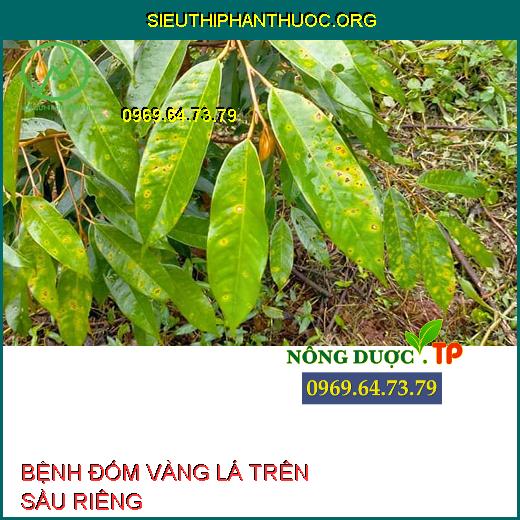 BỆNH ĐỐM VÀNG LÁ