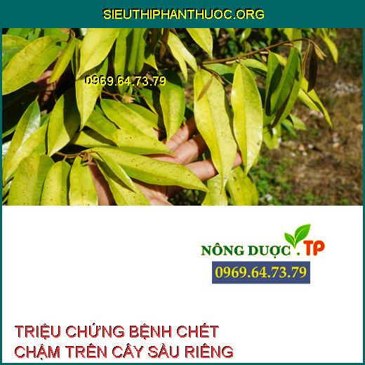 BỆNH CHẾT CHẬM