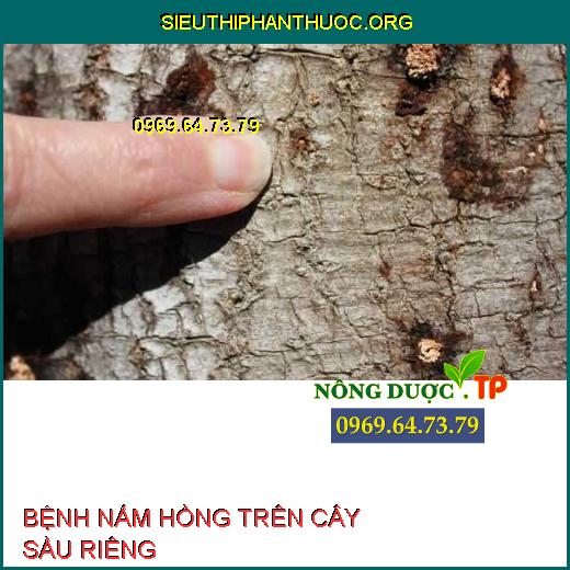 BỆNH NẤM HỒNG