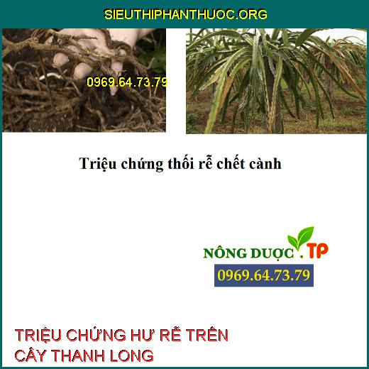 HƯ RỄ