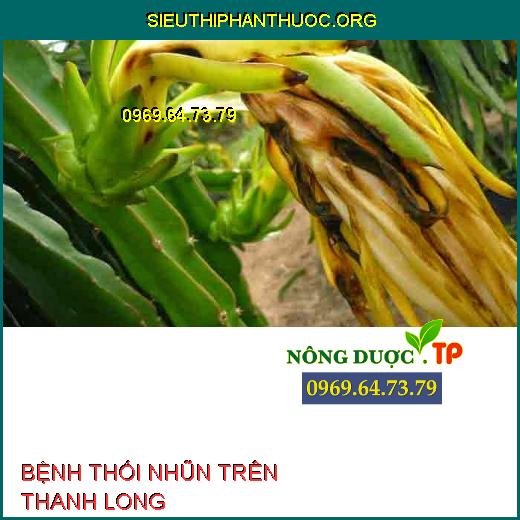 BỆNH THỐI NHŨN