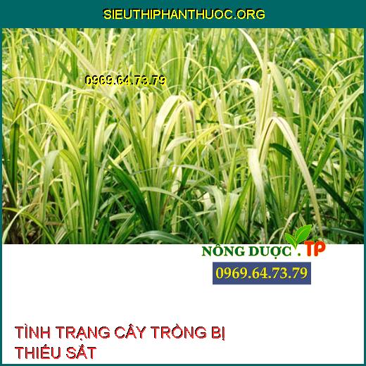 THIẾU SẮT