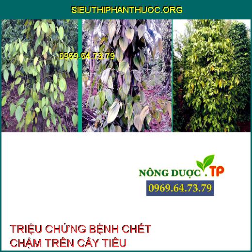 BỆNH CHẾT CHẬM