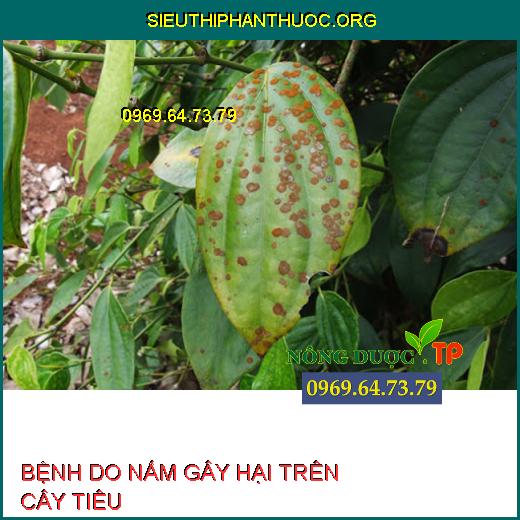 BỆNH DO NẤM GÂY HẠI