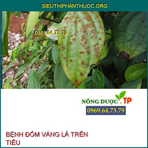 BỆNH ĐỐM VÀNG LÁ