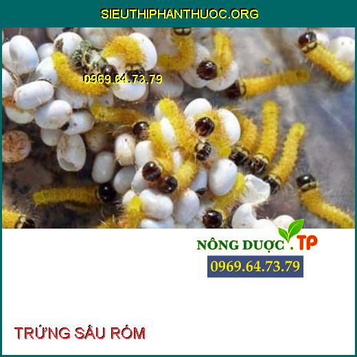 Top 3 Thuốc diệt trừ SÂU RÓM HẠI ĐIỀU tốt nhất. - SIÊU THỊ PHÂN THUỐC