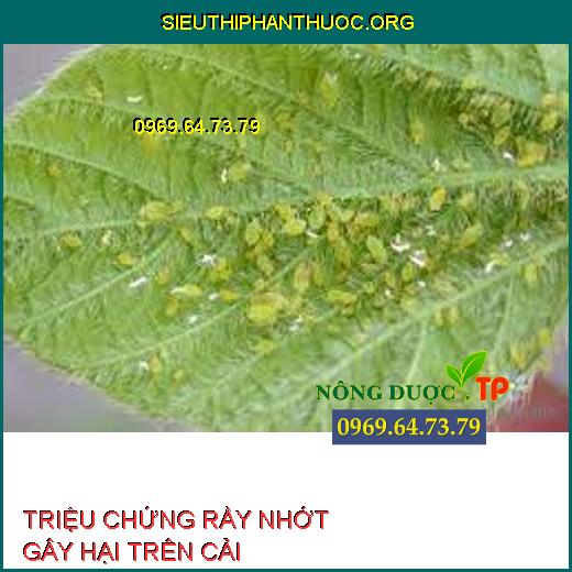 RẦY NHỚT