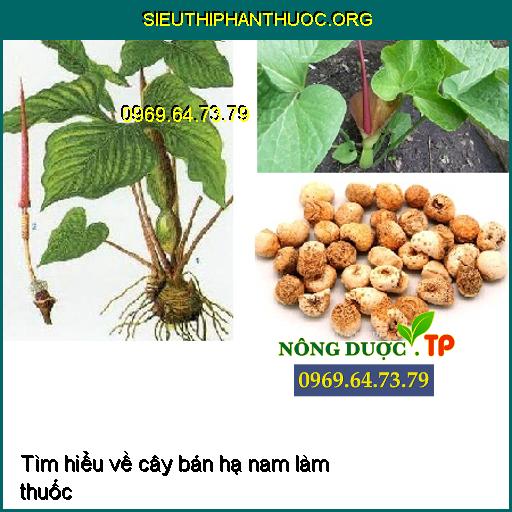 Tìm hiểu về cây bán hạ nam làm thuốc