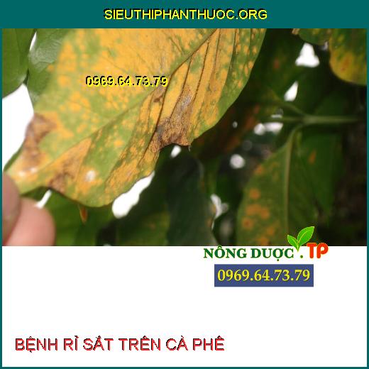 BỆNH RỈ SẮT