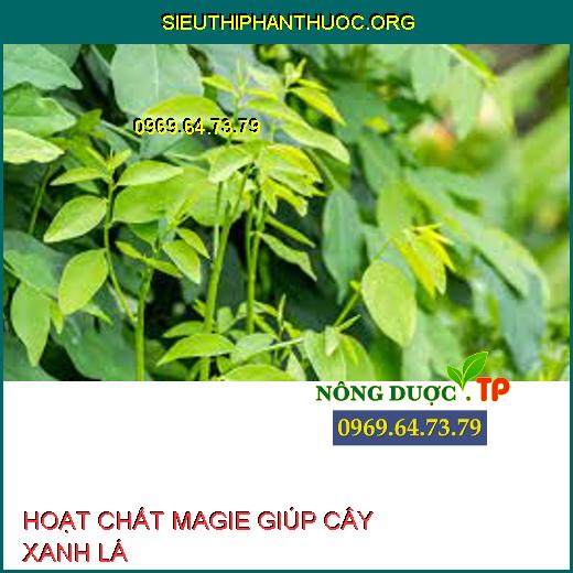 HOẠT CHẤT MAGIE