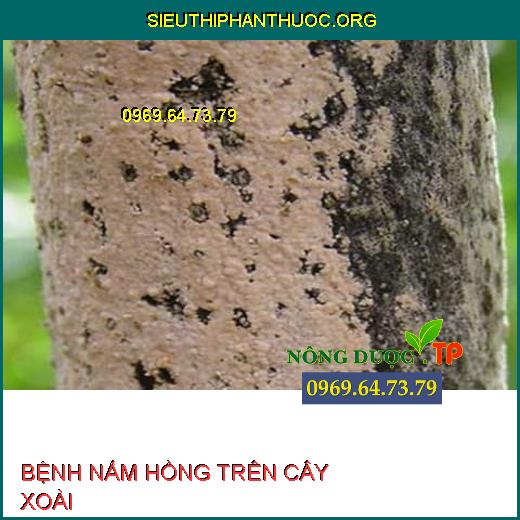 BỆNH NẤM HỒNG