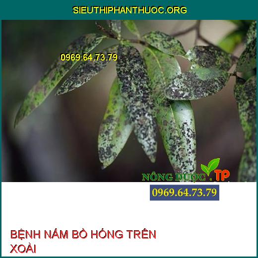 NẤM BỒ HÓNG