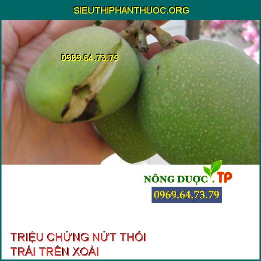 NỨT THỐI TRÁI