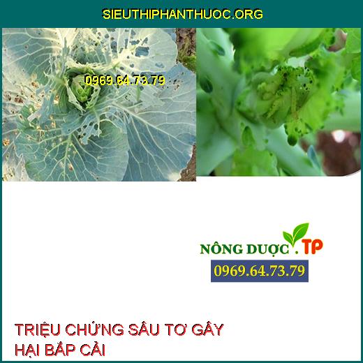 SÂU TƠ GÂY HẠI BẮP CẢI