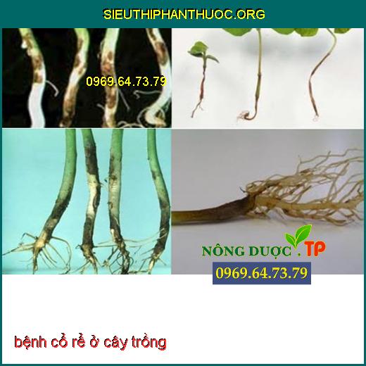 bệnh lở cổ rễ