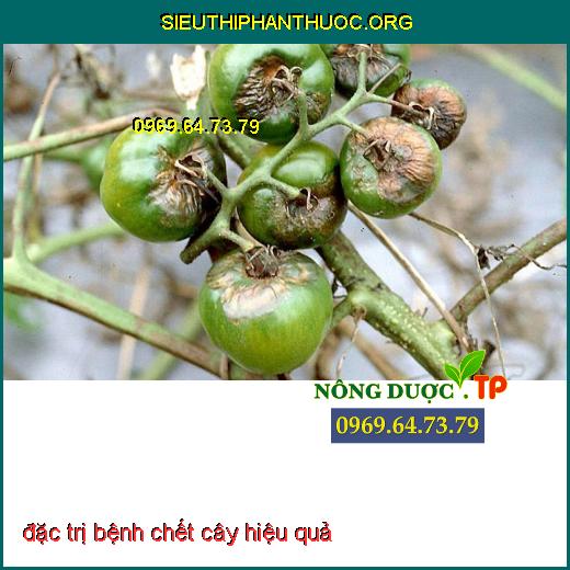 trị bệnh chết cây hiệu quả nhất