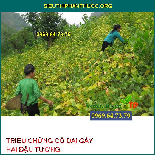 CỎ GÂY HẠI ĐẬU TƯƠNG