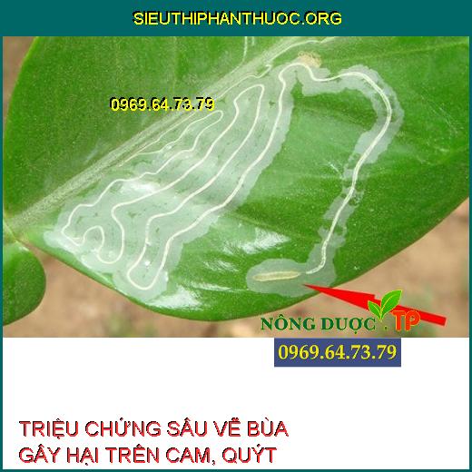 SÂU VẼ BÙA