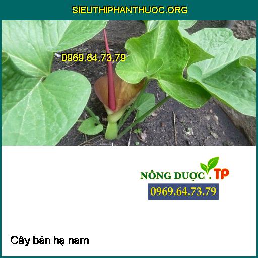 Cây bán hạ nam