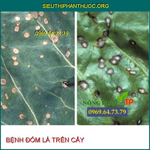 BỆNH ĐỐM LÁ TRÊN CÂY