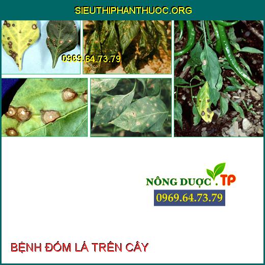 BỆNH ĐỐM LÁ TRÊN CÂY