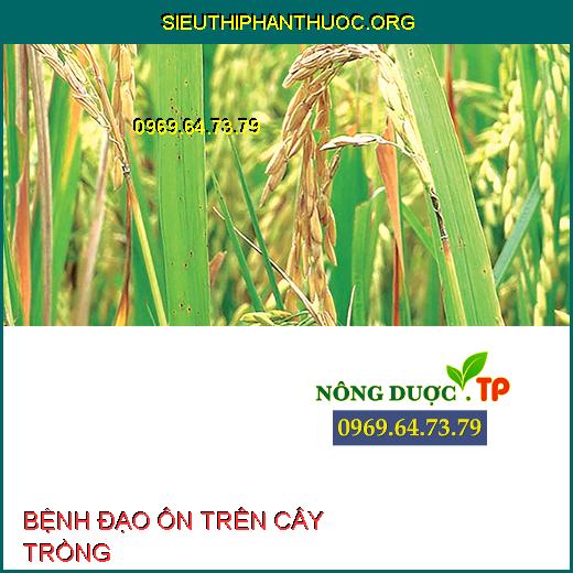 BỆNH ĐẠO ÔN TRÊN CÂY TRỒNG