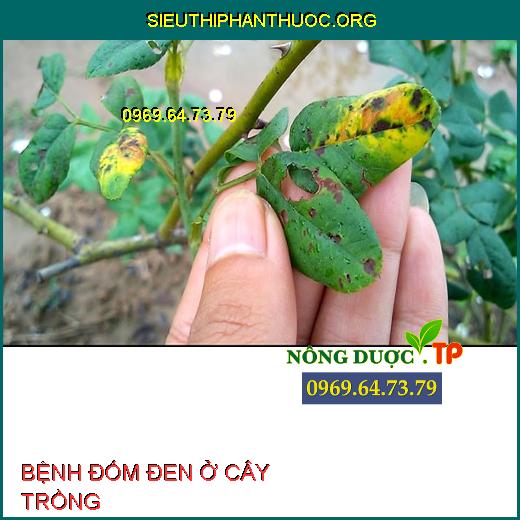 BỆNH ĐỐM ĐEN Ở CÂY TRỒNG